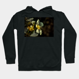 HDR Pear Blossom Hoodie